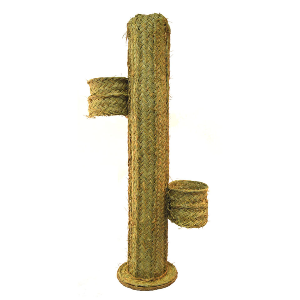 Cactus esparto con maceteros (100 cms)