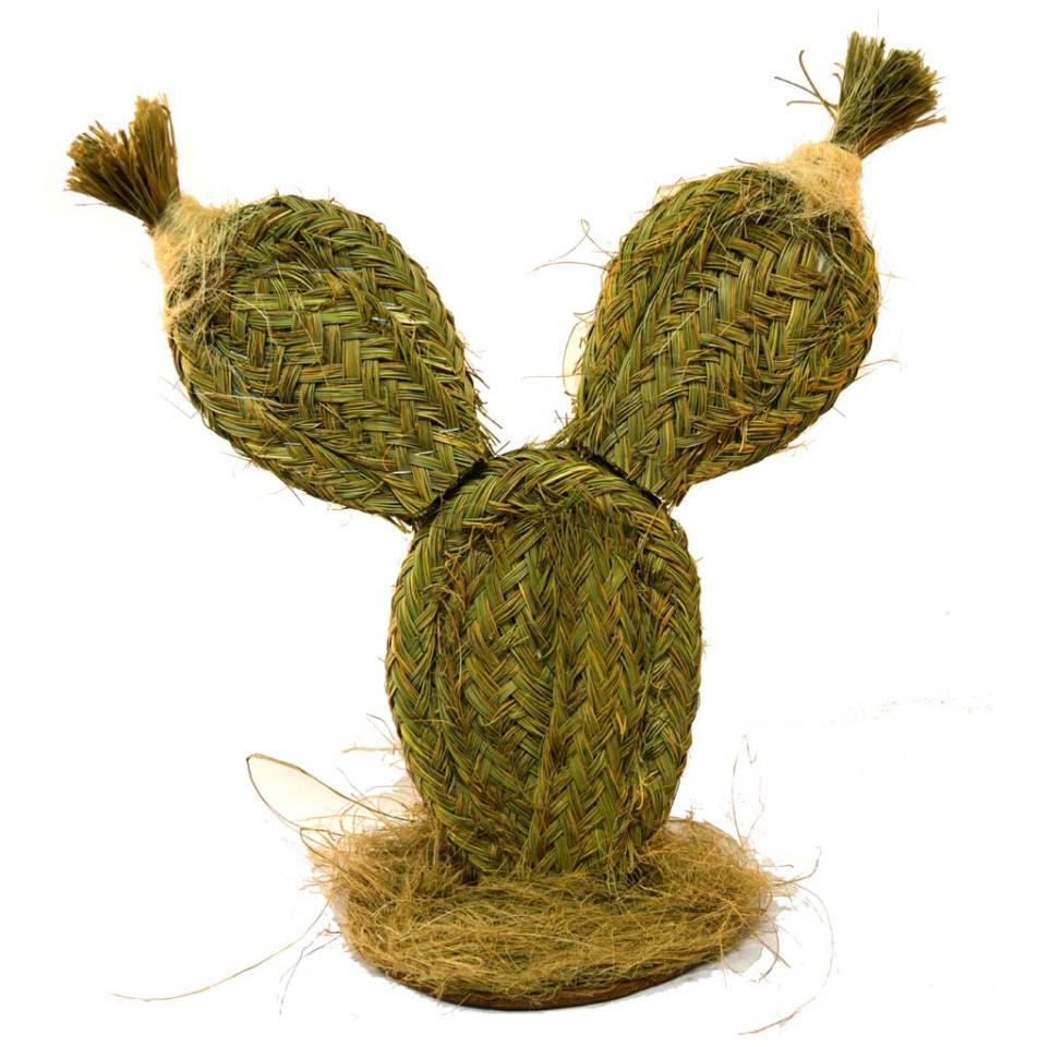 Cactus chumbera de esparto